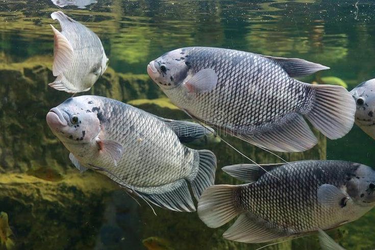 Ikan Gurame